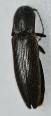 Dalopius insulanus