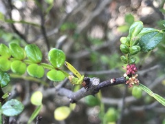 Zanthoxylum beecheyanum