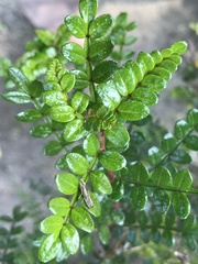 Zanthoxylum beecheyanum