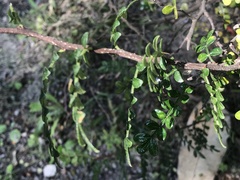 Zanthoxylum beecheyanum