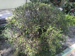 Zanthoxylum beecheyanum