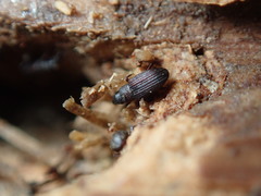 Dryophthorus americanus