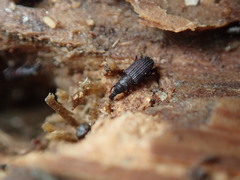 Dryophthorus americanus