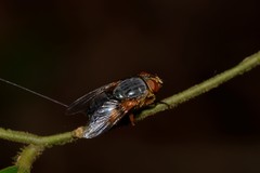 Calliphora centralis