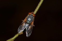 Calliphora centralis