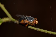 Calliphora centralis