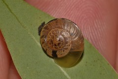 Nitor subrugatus