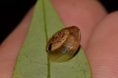Nitor subrugatus