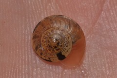 Nitor subrugatus