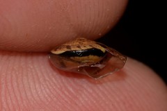 Nitor subrugatus