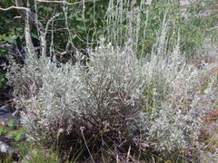 Artemisia spiciformis