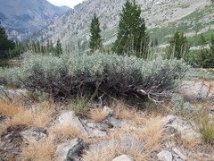 Artemisia spiciformis