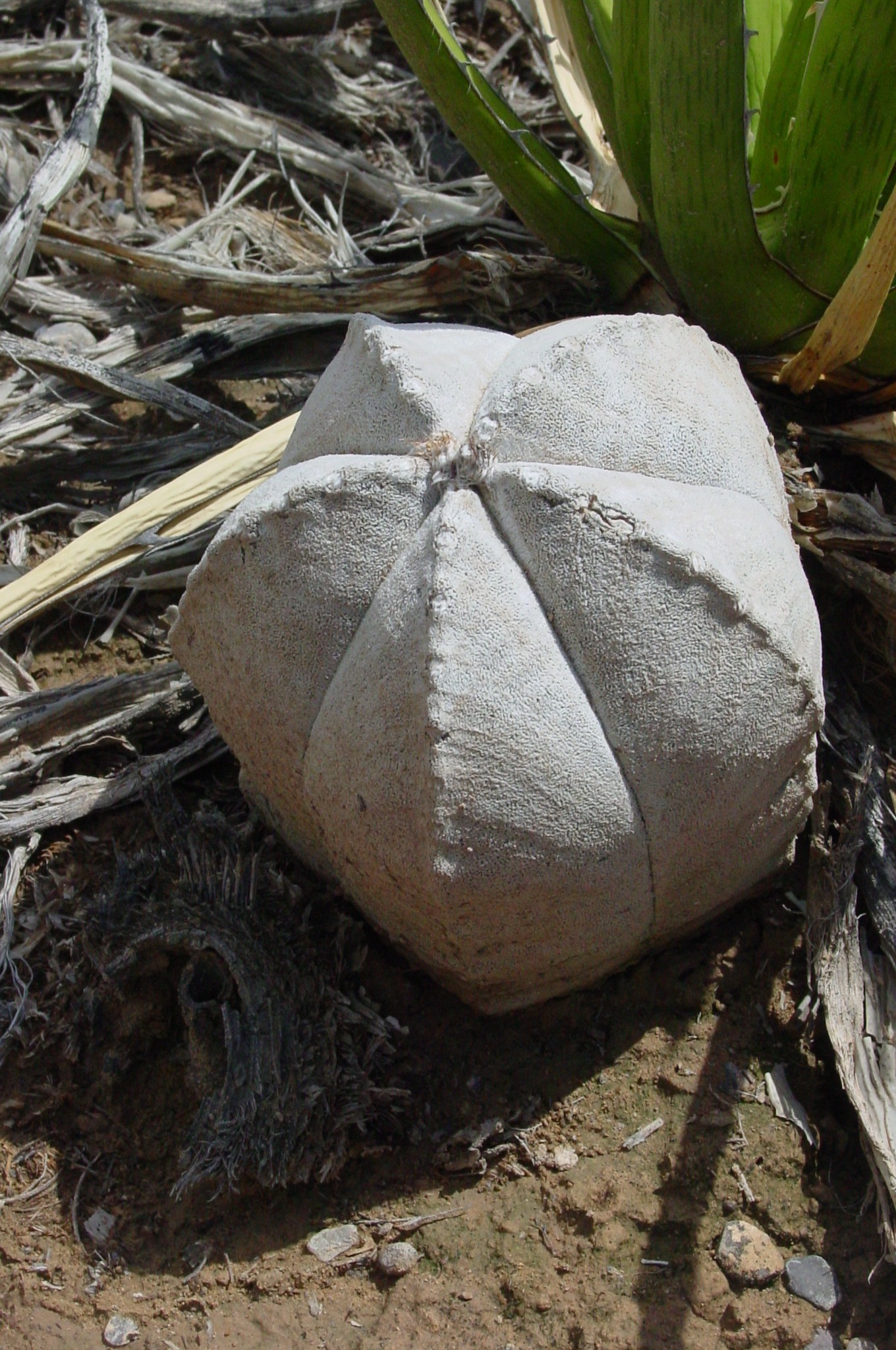 Astrophytum coahuilense