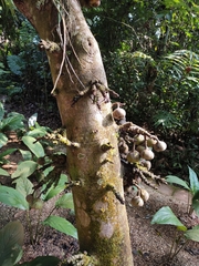 Ficus auriculata