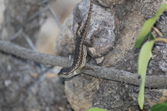 Sceloporus occidentalis