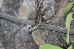 Sceloporus occidentalis