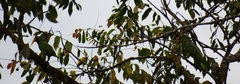 Amazona autumnalis image