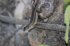 Sceloporus occidentalis