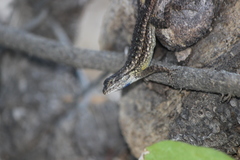 Sceloporus occidentalis