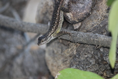 Sceloporus occidentalis