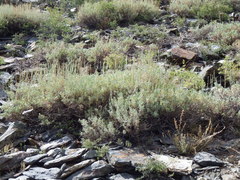 Artemisia spiciformis