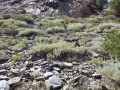 Artemisia spiciformis
