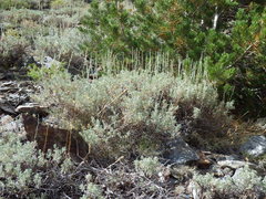 Artemisia spiciformis