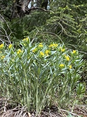 Lithospermum californicum