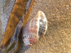 Acanthinucella punctulata