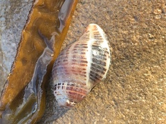 Acanthinucella punctulata