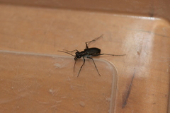 Myriochila semicincta