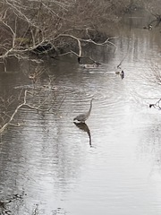 Ardea herodias herodias