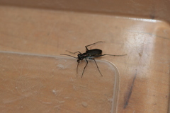 Myriochila semicincta