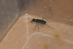 Myriochila semicincta