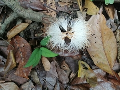 Pseudobombax septenatum