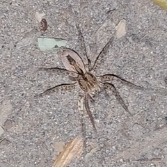 Sanogasta