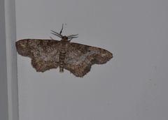 Hypagyrtis piniata