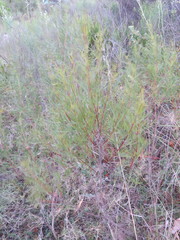 Acanthostyles buniifolius