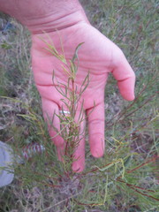 Acanthostyles buniifolius