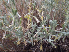 Artemisia spiciformis