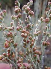 Artemisia spiciformis
