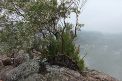 Leptospermum luehmannii