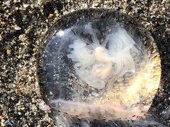Polyorchis penicillatus