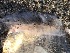 Polyorchis penicillatus