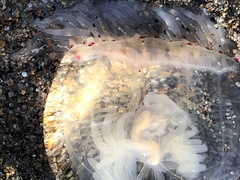 Polyorchis penicillatus