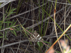 Grammodes pulcherrima