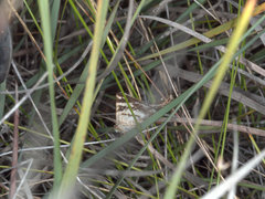 Grammodes pulcherrima