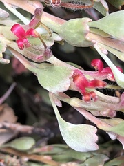 Adenanthos cuneatus