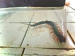 Scolopendra subspinipes