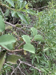 Cissus rotundifolia rotundifolia